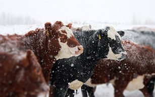 Commercial Herd