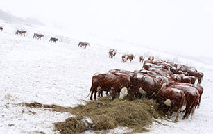 Commercial Herd