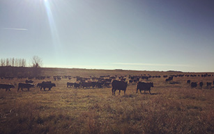 Our Herd