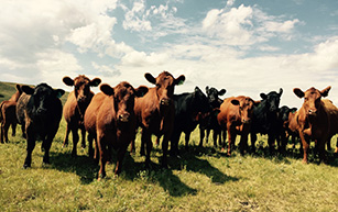 Our Herd