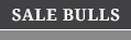 SALE BULLS