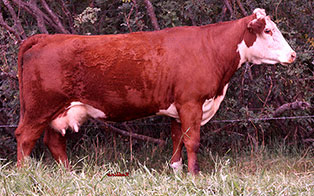 C&T 66L BUTTERCUP 79T