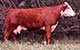 C&T 66L BUTTERCUP 79T