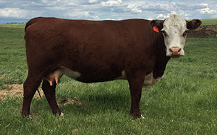 HARVIE MS GREEN 39W