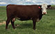 HARVIE MS GREEN 39W
