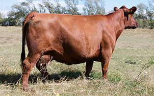 RED BWA LINDA 10T