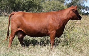 RED K F ABIGAIL 77U