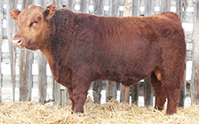 Son of Cow