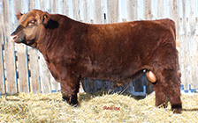 Son of Cow