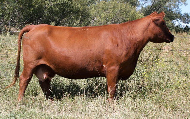 RED K F ABIGAIL 77U
