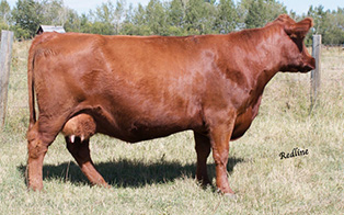 RED K F QUEEN 77Z