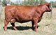 RED K F QUEEN 77Z