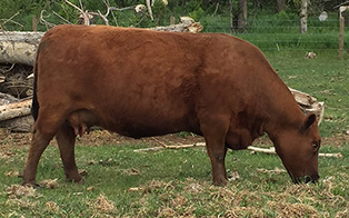 RED R-LINE DUCHESS 14Y