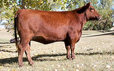 22 D RLT (daughter)