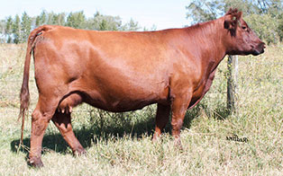 RED R-LINE REBA 16Y