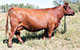 RED R-LINE REBA 16Y