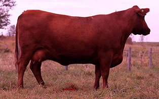 RED SOO LINE SUZIE 9163