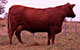 RED SOO LINE SUZIE 9163