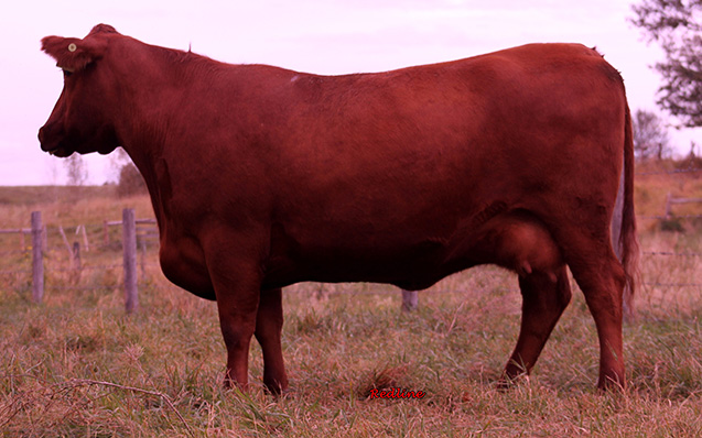 RED SOO LINE SUZIE 9163