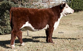 REDLINE HERSHEY 37D
