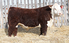 Son of Cow