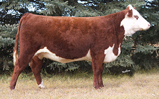 REDLINE SERIES 7C