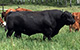 KENBERT PANTHER 24W