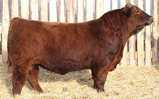 RED JJL BIG DEAL 58Z