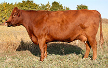 RCMP 571N Big Deal (dam)