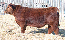 RLT 33D (son)