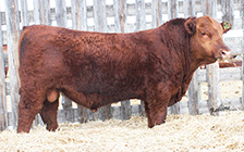 RLT 29D (son)