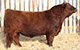 RED JJL BIG DEAL 58Z
