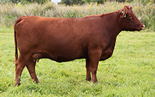 RED JJL MISS DEAL 65Z (dam)
