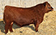 RED LWNBRG HARVESTOR 103C