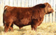 RED MRLA RESOURCE 137E