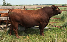 Headline coming off breeding 35 Cows