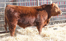 Red Redline Full On 75E (son) <a href='sale_bulls.php#RLT75E'>HE SELLS</a>
