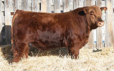 Red Redline Bounty 61E (son) <a href='sale_bulls.php#RLT61E'>HE SELLS</a>