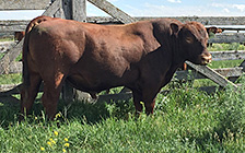 Headline while out breeding