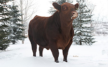 Front View, Headline as a calf