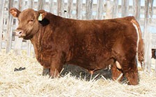 Red Redline Encore 12E (son) <a href='sale_bulls.php#RLT12E'>HE SELLS</a>