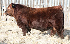 Red Redline Cracker 95E (son) <a href='sale_bulls.php#RLT95E'>HE SELLS</a>