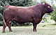 RED R-LINE HEADLINE 5B