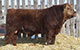 RED R-LINE SPECTRUM 2A