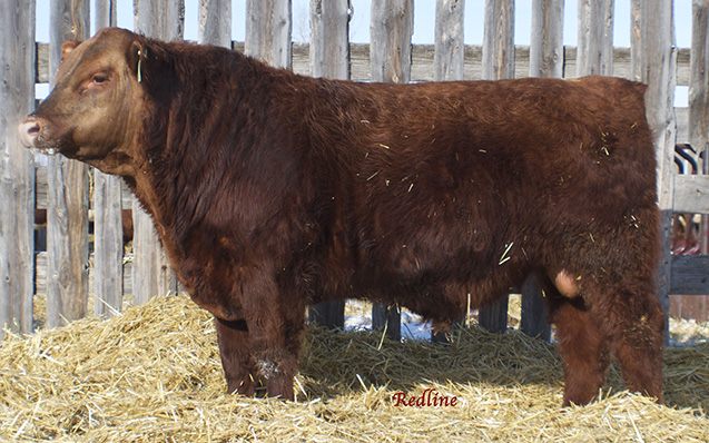 RED R-LINE SPECTRUM 2A