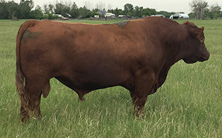 RED R-LINE TURBOMAX 3Y