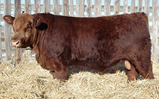 Turbomax as a Yearling
