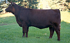 RLT 3B (Maternal Sister)