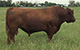 RED R-LINE TURBOMAX 3Y