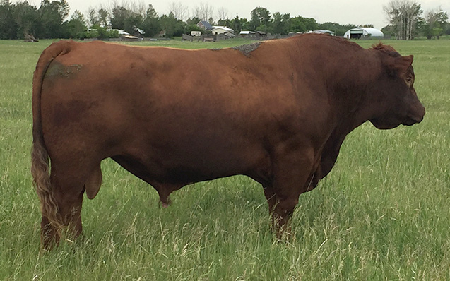 RED R-LINE TURBOMAX 3Y